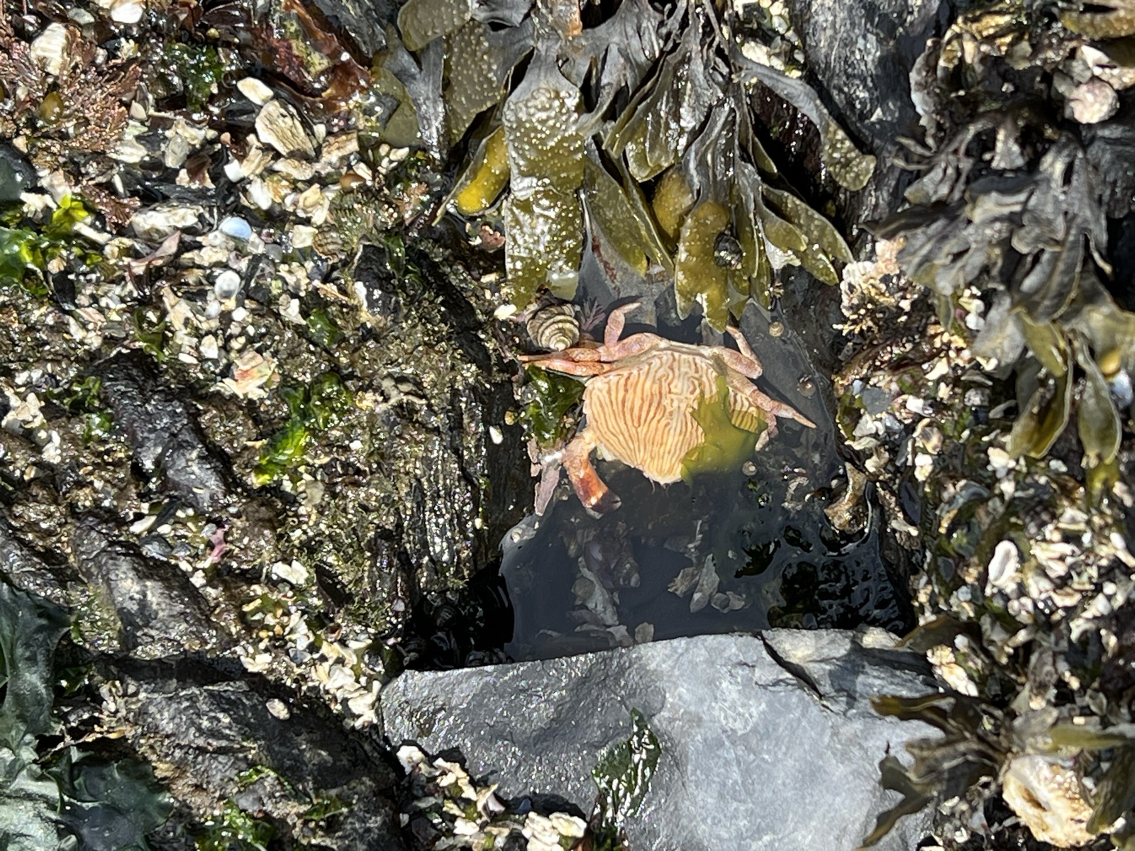 Tidal pools at Deception Pass